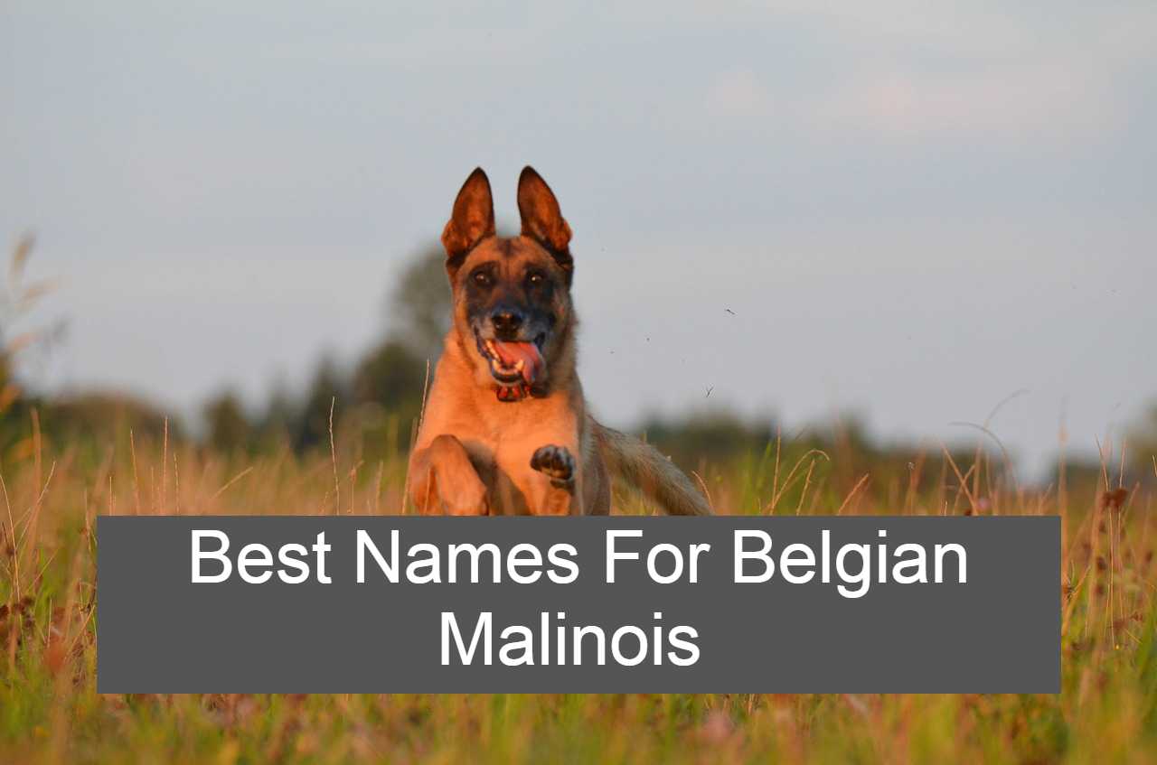 belgian malinois 101
